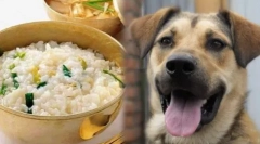 Koje žitarice se mogu dati psima